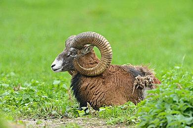 微软承认关闭狮头工作室是一个“失误”